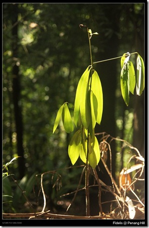 penang16