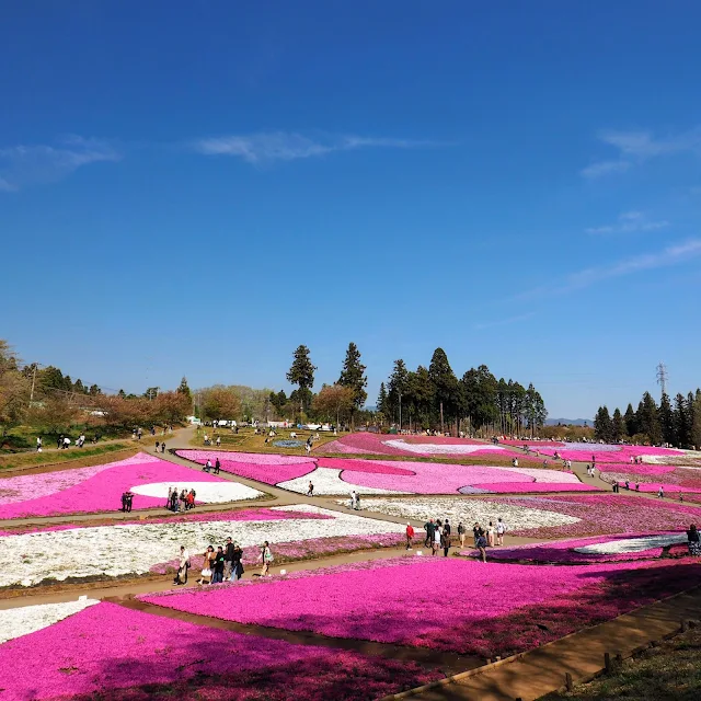 秩父　羊山公園　芝桜