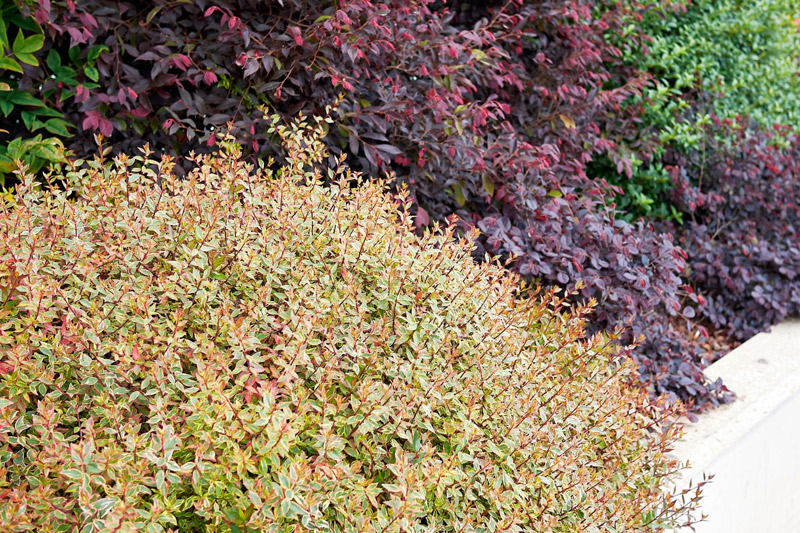 10 Shrubs to Plant for Seasonal Color in Your Garden