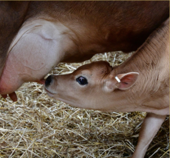 Dairy Farming in nigeria