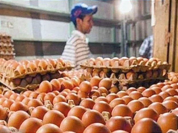 Harga Telur Ayam Rp31ribu per Kilogram di Singkawang