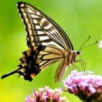 Papilio xuthus