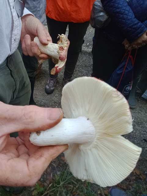 Scarlet Brittlegill Russula pseudointegra, Indre et Loire, France. Photo by Loire Valley Time Travel.