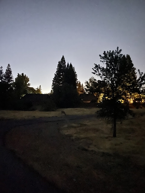 Evening light with a deer