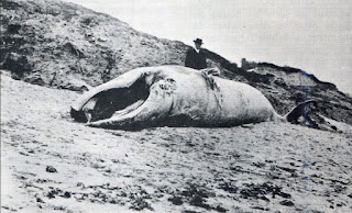 pays basque autrefois baleine