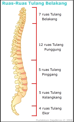 Sistem Rangka nama  latin My Blog