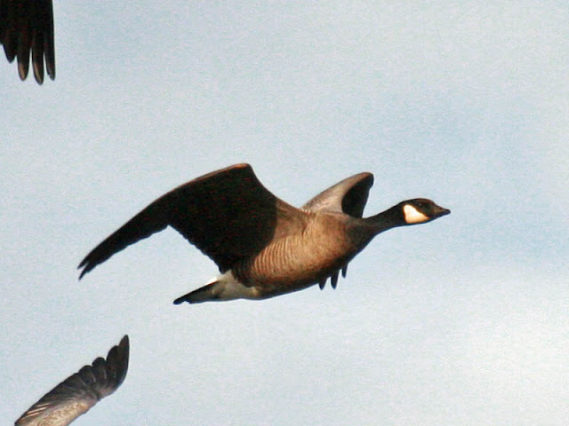 Figure 18: Cackling Goose flight pose 5. Finishing the upstroke. Primaries partially folded and pointed back slightly, reducing drag. When the upstroke is finished the bird again will be as in flight pose 1 (Figure 14).