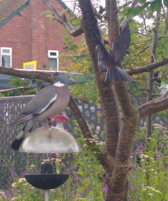 Greens Weathervanes, wood pigeon, bird feeder, dove of peace