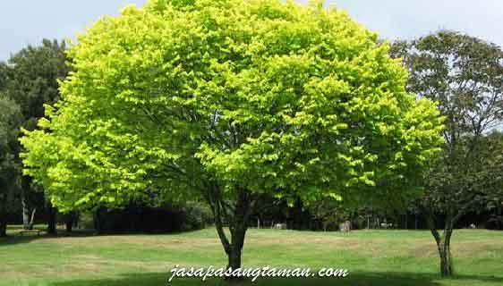 Arti Sebuah Pohon manfaat pohon pelindung Tukang Taman 