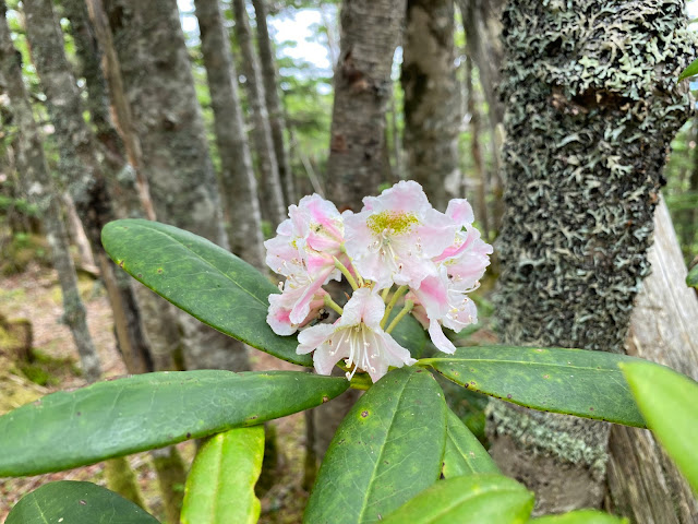 Mountain Rhododendron in Japan