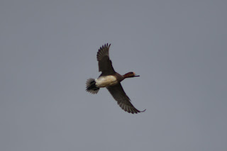 Male Wigeon