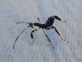 Eastern Leaf-footed Bug