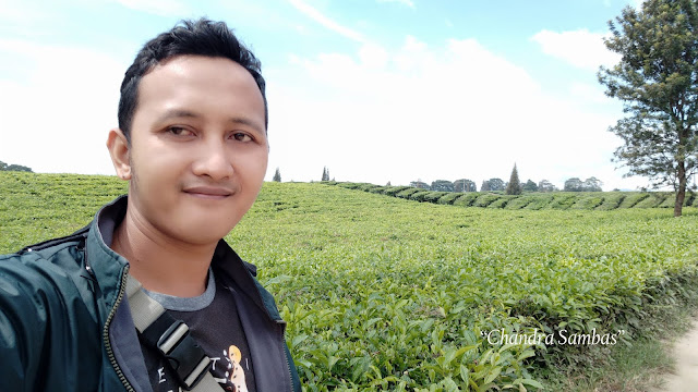 Kebun Teh Sidamanik