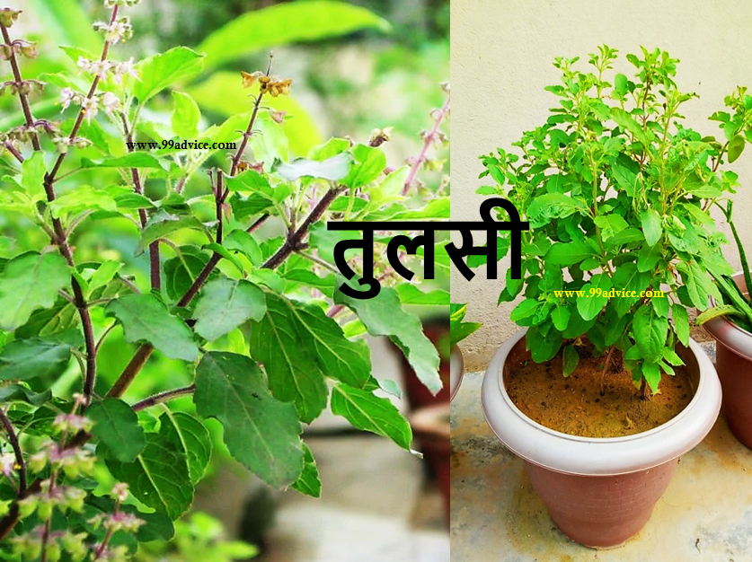Pitru Paksha 2023: पितृ पक्ष में इन 5 तरह के पौधों से होता पितृ दोष दूर, पूर्वज होगे प्रसन्न, देंगे आशीर्वाद
