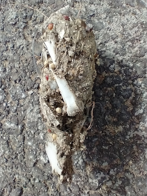 Bird pellet on Christmas Day walk. December 2022. Credit: Mzuriana.