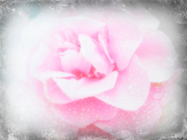 pink rose