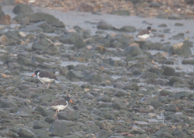 Ostrero euroasiático (Haematopus ostralegus)