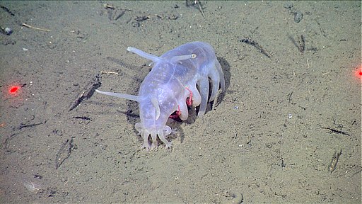 Sea pigs are characterized among the weirdest animals that look like inflated transparent nylon or soft plastic.