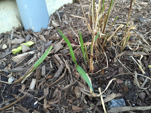 new shoots of diseased grass