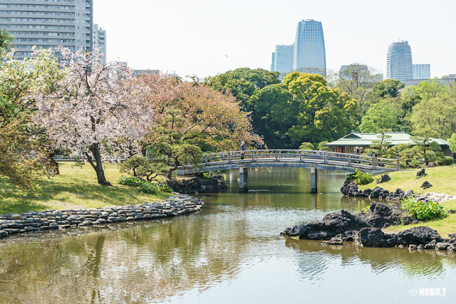 桜花期の浜離宮恩賜庭園