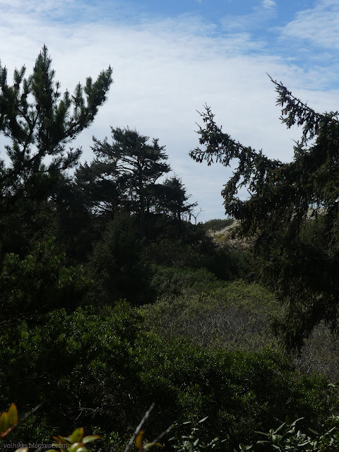 61: bushy dunes from tree dunes