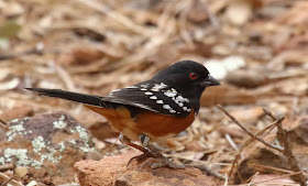 Spotted Towhee smoothed crown feathers