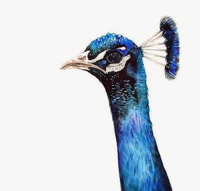 https://www.etsy.com/listing/119850074/peacock-watercolor-illustration-print?ref=favs_view_7