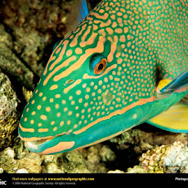 Ikan Tercantik @ Digaleri.com