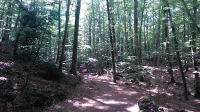 Fageda d'en Jordà