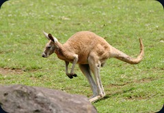 kangaroo