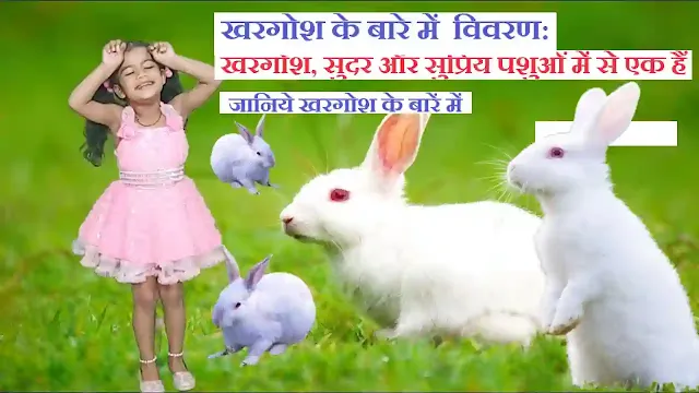 What to know about rabbits as pets: खरगोश, सुंदर और सुप्रिय पशुओं में से एक हैं,