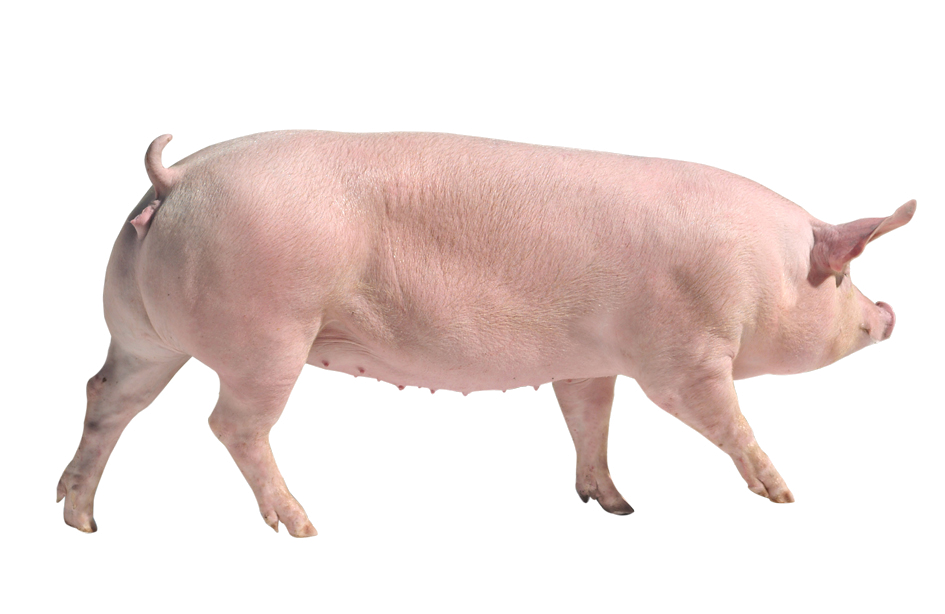 Ландрас (порода свиней). Коза ландрас. Свинья сбоку. Свинья на прозрачном фоне. Прозрачная свинья
