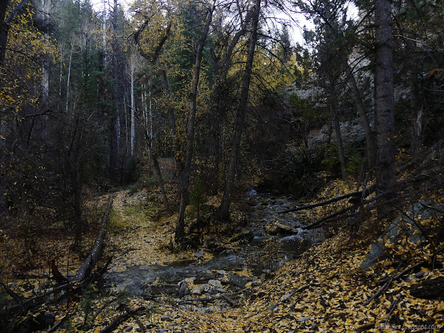 033: creek and yellow leaves