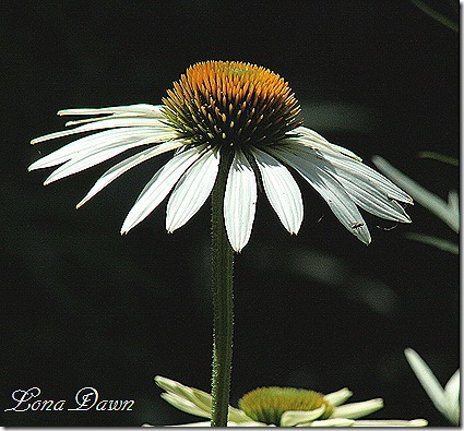 LuckyStar2_Echinacea