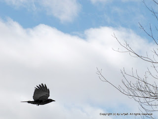 American Crow