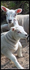 Afbeelding 099