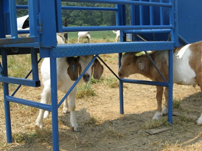 goats find shade under the work platform