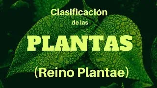 Clasificación natural del reino vegetal