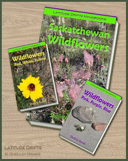 Invented Wildflower guidebooks - photo by Shelley Banks