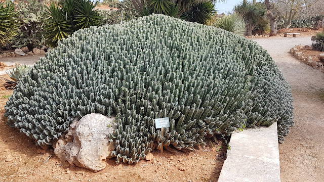 Botanicactus Botanischer Garten Mallorca