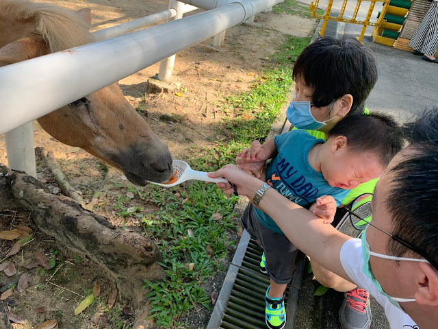 Bringing Babies; Gallops Stable at Pasir Ris Park, Free Ponies and Bunny Petting Zoo