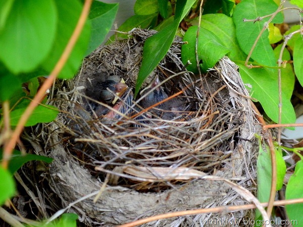 baby cardinals