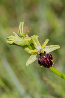 ophrys occidentalis