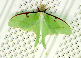 Since luna moths fly at night, Tessa had the entire day to enjoy this incredible creature.