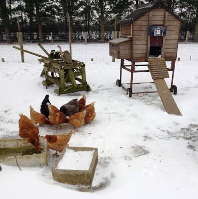 HenSafe Smallholding. The Beast From the East.