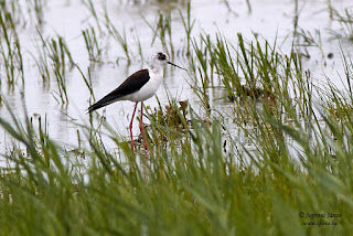 Gólyatöcs - Himantopus himantopus