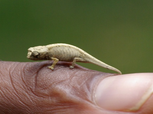 List-smallest-animals-in-the-World_www.wonders-world.com_1b