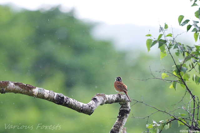 meadow bunting singing in the rain.