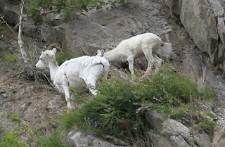 herbal-untuk-kambing-domba-sapi