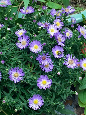 potted asters with bee